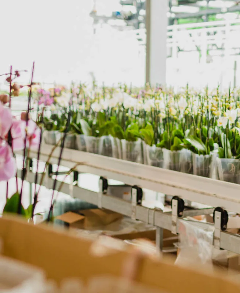Medewerker van EG Personeel in een kas met orchideeën